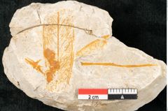 Foto (Detailansicht) von Casuarina cookii Ettingshausen 1887 (NHMW-GEO-2024-0188-10354a)